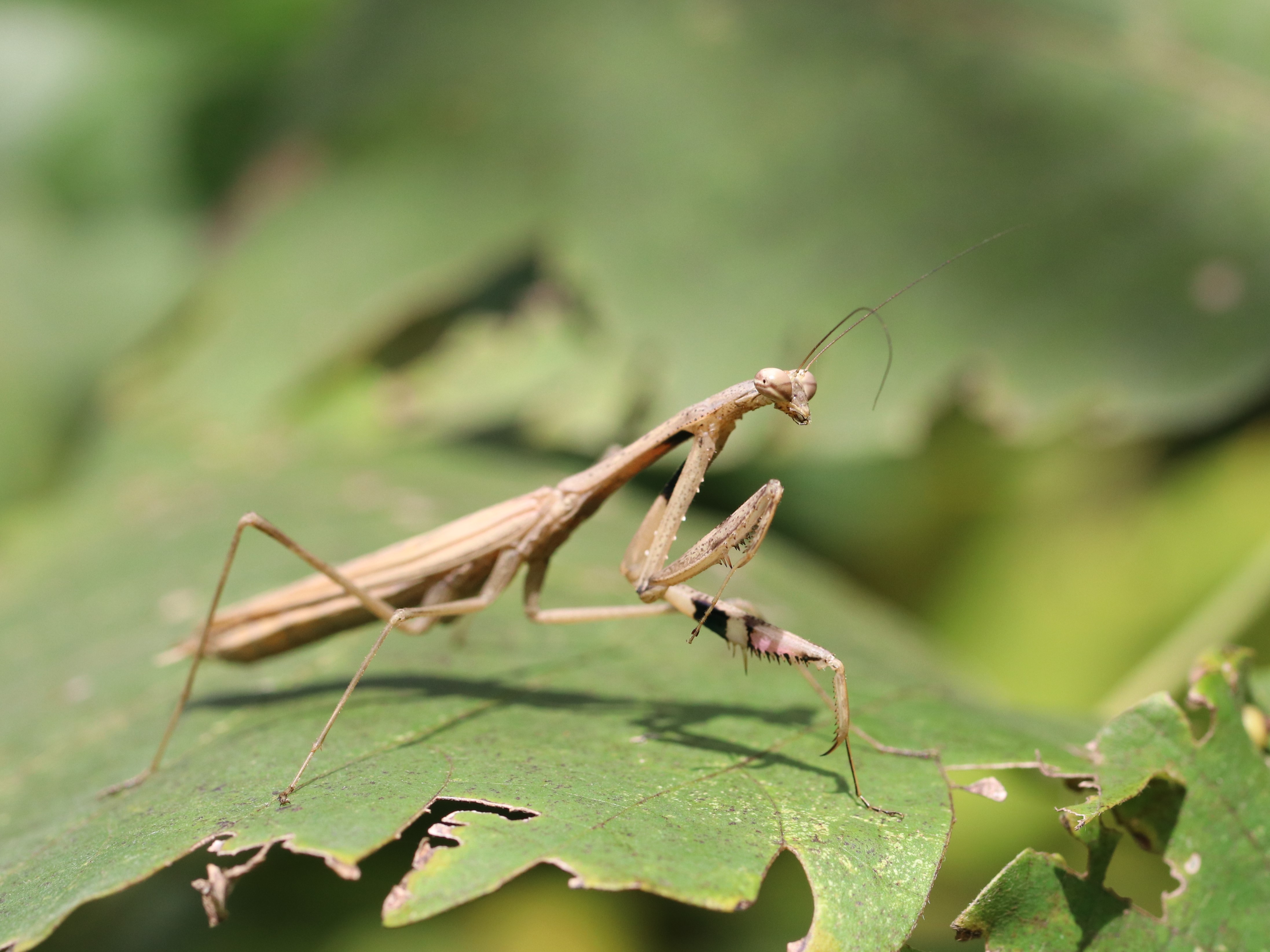 コカマキリ